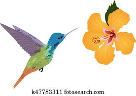 האמינגבירד