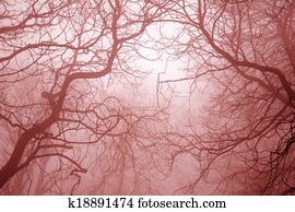 Bare tree branches in foggy mysterious and scary forest