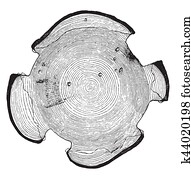 Cross section of a pine throne submitted to tapping, vintage engraving.