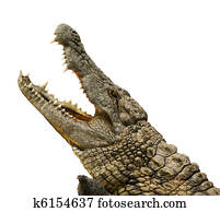 jacaré, isolado