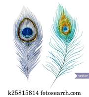 Peacock feather Peacock feather