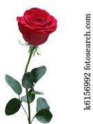 Single Rose