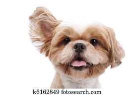 Adorable little dog listen and lift ear and isolated on white background. Adorable little dog listen and lift ear and isolated on white background.