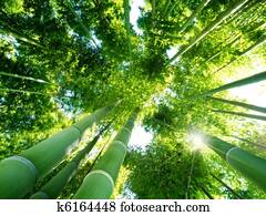 bamboo forest