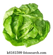 Boston Lettuce Boston Lettuce
