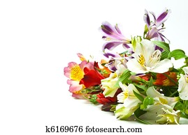 Flowers Flowers