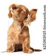 Musical puppy Musical puppy