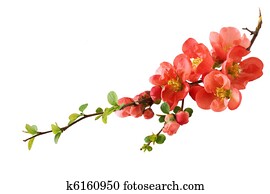 Orange Cherry Blossom