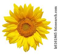 Sunflower Sunflower