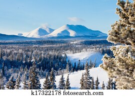 taiga, inverno, neve paisagem, território yukon, canadá