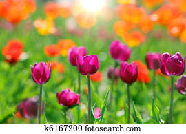 Tulips in the field Tulips in the field