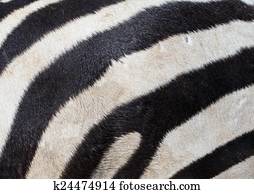 zebra zebra