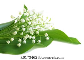 鈴蘭花圖片 1000 鈴蘭花全部種類的相片 Fotosearch