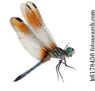 Blue Dragonfly Blue Dragonfly