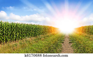 Corn field and Sunray Corn field and Sunray