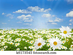 Daisy marguerite field Daisy marguerite field