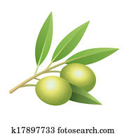 Isolated olive's branch Isolated olive's branch