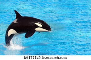 Killer Whale Killer Whale