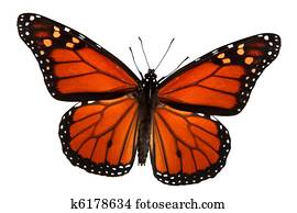 Monarch Butterfly Monarch Butterfly