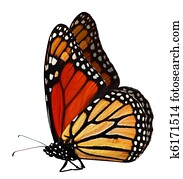 Monarch Butterfly