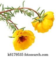 Portulaca oleracea