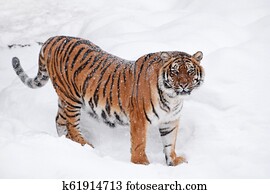 Tigre Blanc Courant Neige Photos Tigre Blanc Courant Neige Banque D Images Fotosearch