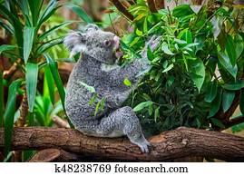 urso koala, em, a, jardim zoológico