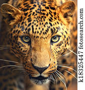 Leopard portrait Leopard portrait