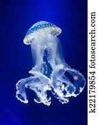 Underwater paradise. Swimming Jellyfish On Blue Background Underwater paradise. Swimming Jellyfish On Blue Background