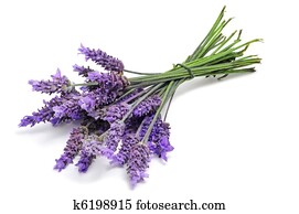 lavender lavender