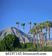 Palm Springs Landscape