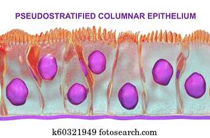 Intestinal Internal Organs Drawing | k13858972 | Fotosearch