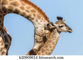 Wildlife Animals Wildlife Animals