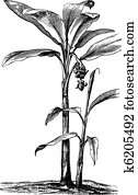 Banana vintage engraving Banana vintage engraving