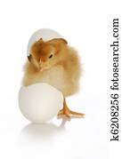 chick hatching