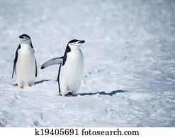 chinstrap penguin