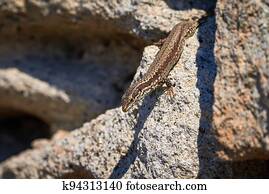 Common wall lizard sunbathing