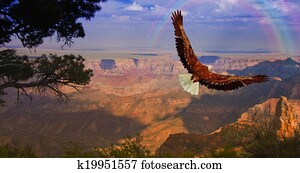 Eagle takes flight over Grand Canyon USA Eagle takes flight over Grand Canyon USA