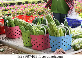 vegetable garden vegetable garden