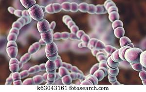 Bacteria Streptococcus thermophilus Bacteria Streptococcus thermophilus