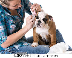 dog grooming dog grooming