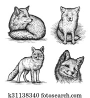 engrave fox illustration engrave fox illustration