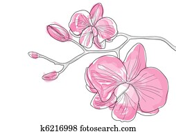 orchid flowers orchid flowers
