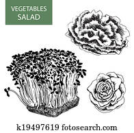 Salad - set of vector illustration Salad - set of vector illustration