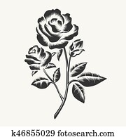 schwarz, hand, gezeichnet, rosen, stich schwarz, hand, gezeichnet, rosen, stich