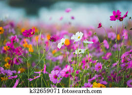 The Cosmos Flower of grassland The Cosmos Flower of grassland