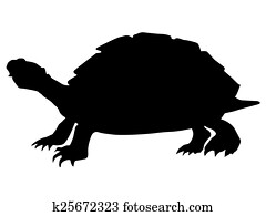 turtle turtle