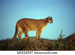 Adult mountain lion