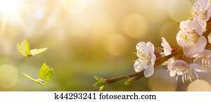 flor mola, experiência;, páscoa, paisagem