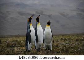 King Penguins Courtship Ritual at Fortuna Bay